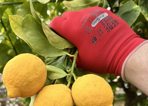 Gardener using Redbacks Nylon Gardening Gloves at Your Safety Factory